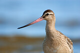 Image. Bar-tailed Godwit