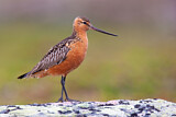 Image. Bar-tailed Godwit