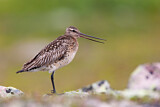 Image. Bar-tailed Godwit