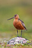 Image. Bar-tailed Godwit