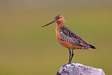 Image. Bar-tailed Godwit