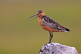 Image. Bar-tailed Godwit