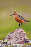 Image. Bar-tailed Godwit