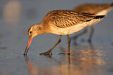 Image. Bar-tailed Godwit