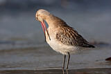 Image. Bar-tailed Godwit