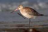 Image. Bar-tailed Godwit