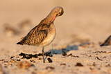 Image. Bar-tailed Godwit