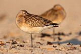 Image. Bar-tailed Godwit