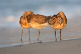 Image. Bar-tailed Godwit