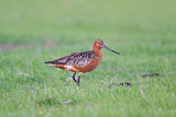 Image. Bar-tailed Godwit