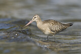 Image. Bar-tailed Godwit