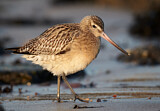 Image. Bar-tailed Godwit