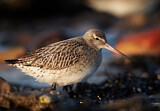 Image. Bar-tailed Godwit