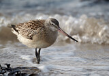 Image. Bar-tailed Godwit