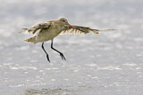 Image. Bar-tailed Godwit
