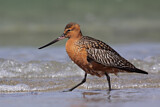 Image. Bar-tailed Godwit