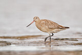 Image. Bar-tailed Godwit