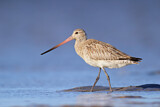 Image. Bar-tailed Godwit