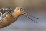 Image. Bar-tailed Godwit