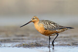 Image. Bar-tailed Godwit
