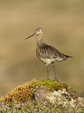 Image. Bar-tailed Godwit