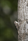 Image. Bar-tailed Treecreeper