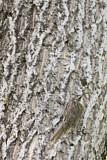 Image. Bar-tailed Treecreeper