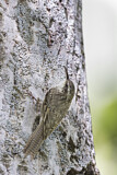 Image. Bar-tailed Treecreeper