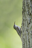 Image. Bar-tailed Treecreeper