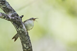 Image. Bar-tailed Treecreeper