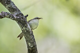 Image. Bar-tailed Treecreeper