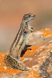 Image. Barbary Ground Squirrel