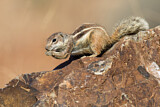 Image. Barbary Ground Squirrel