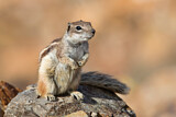 Image. Barbary Ground Squirrel