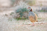 Image. Barbary Partridge