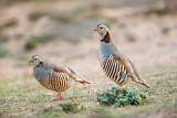 Image. Barbary Partridge