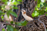 Image. Bare-cheeked Babbler