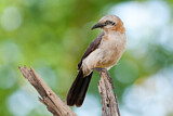 Image. Bare-cheeked Babbler