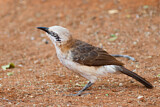 Image. Bare-cheeked Babbler