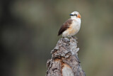 Image. Bare-cheeked Babbler