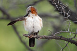 Image. Bare-cheeked Babbler
