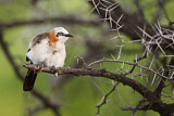 Image. Bare-cheeked Babbler