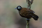 Image. Bare-eyed Antbird