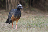Image. Bare-faced Curassow
