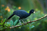 Image. Bare-faced Curassow