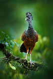 Image. Bare-faced Curassow