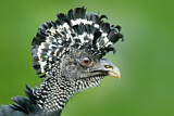 Image. Bare-faced Curassow