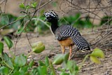 Image. Bare-faced Curassow