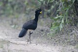 Image. Bare-faced Curassow