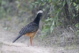 Image. Bare-faced Curassow